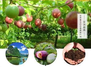 顾客爆料百香果视频,揭秘百香果视频背后的惊人真相! 第2张 顾客爆料百香果视频,揭秘百香果视频背后的惊人真相! 第2张